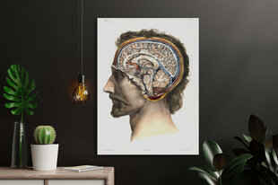 Плакат Анатомия мозга, 42x59 см (A2), Wolf Kult цена и информация | Репродукции, картины | pigu.lt