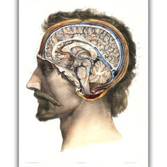 Плакат Анатомия мозга, 42x59 см (A2), Wolf Kult цена и информация | Репродукции, картины | pigu.lt