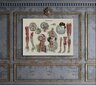Plakatas Anatomija III, 42x59 cm (A2), Wolf Kult kaina ir informacija | Reprodukcijos, paveikslai | pigu.lt