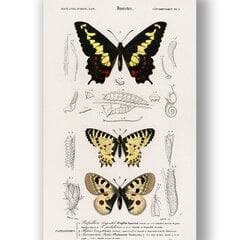 Плакат Бабочки III, 42x59 см (A2), Wolf Kult цена и информация | Репродукции, картины | pigu.lt