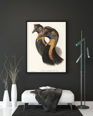 Plakatas Kazuaras, 42x59 cm (A2), Wolf Kult kaina ir informacija | Reprodukcijos, paveikslai | pigu.lt