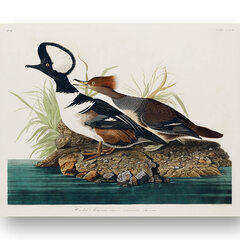 Плакат Водоплавающие птицы, 42x59 см (A2), Wolf Kult цена и информация | Репродукции, картины | pigu.lt