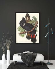 Plakatas Kakadu, 42x59 cm (A2), Wolf Kult kaina ir informacija | Reprodukcijos, paveikslai | pigu.lt