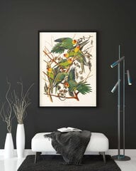 Plakatas Žalios Papūgos, 42x59 cm (A2), Wolf Kult kaina ir informacija | Reprodukcijos, paveikslai | pigu.lt