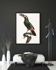 Plakatas Egzotinis paukštis II, 42x59 cm (A2), Wolf Kult kaina ir informacija | Reprodukcijos, paveikslai | pigu.lt