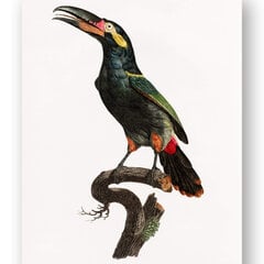 Plakatas Egzotinis paukštis II, 42x59 cm (A2), Wolf Kult kaina ir informacija | Reprodukcijos, paveikslai | pigu.lt