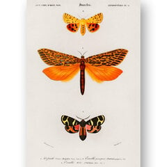 Плакат Бабочки IX, 42x59 см (A2), Wolf Kult цена и информация | Репродукции, картины | pigu.lt