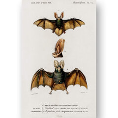 Plakatas Šikšnosparniai III, 42x59 cm (A2), Wolf Kult kaina ir informacija | Reprodukcijos, paveikslai | pigu.lt
