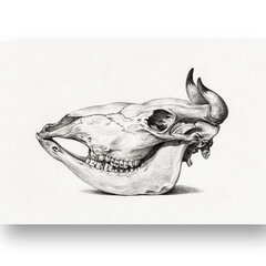 Plakatas Kaukolės iliustracija, 42x59 cm (A2), Wolf Kult kaina ir informacija | Reprodukcijos, paveikslai | pigu.lt