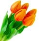 Dirbtinės tulpės, 5 vnt., oranžinės kaina ir informacija | Interjero detalės | pigu.lt