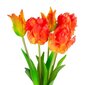Dirbtinės tulpės Parrot, 5 vnt., oranžinės kaina ir informacija | Interjero detalės | pigu.lt