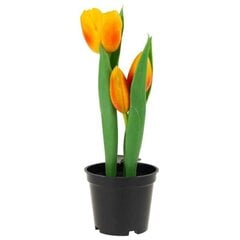Dirbtinės tulpės vazonėlyje, oranžinės kaina ir informacija | Interjero detalės | pigu.lt