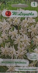 Молочай окаймленный (Euphorbia marginata), 2 шт. цена и информация | Семена цветов | pigu.lt