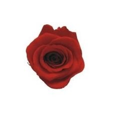 Stabilizuota rožė Amorosa Raudona kaina ir informacija | Miegančios rožės, stabilizuoti augalai | pigu.lt