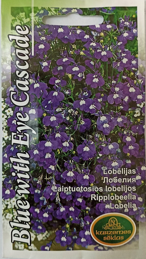 Laiptuotosios lobelijos Blue with Eye Cascade, 2 vnt kaina ir informacija | Gėlių sėklos | pigu.lt