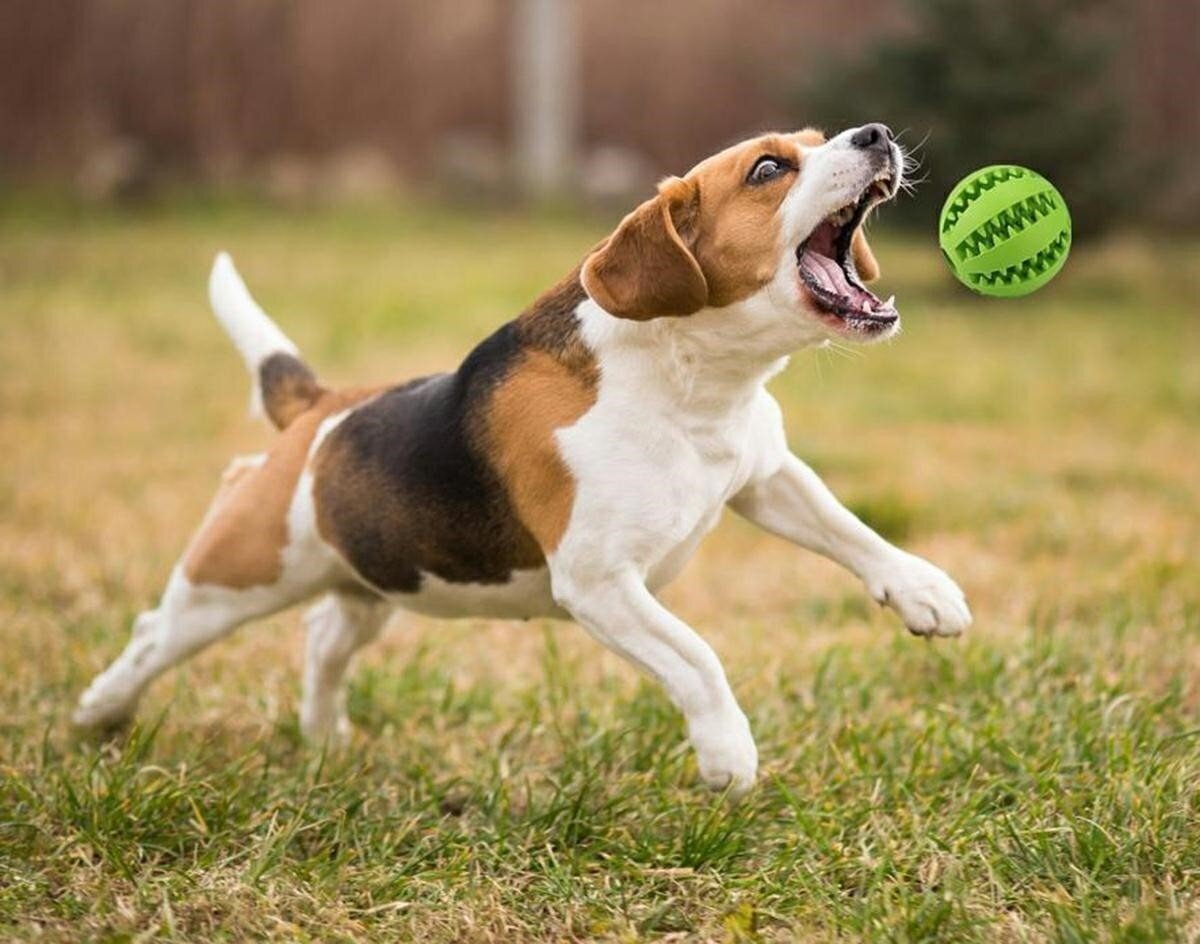Skanėstų kamuoliukas šunims kaina ir informacija | Žaislai šunims | pigu.lt
