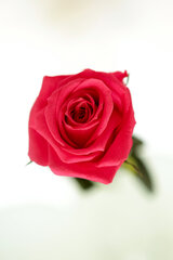 Stabilizuota mini rožė Amorosa Tamsiai rožinė kaina ir informacija | Miegančios rožės, stabilizuoti augalai | pigu.lt