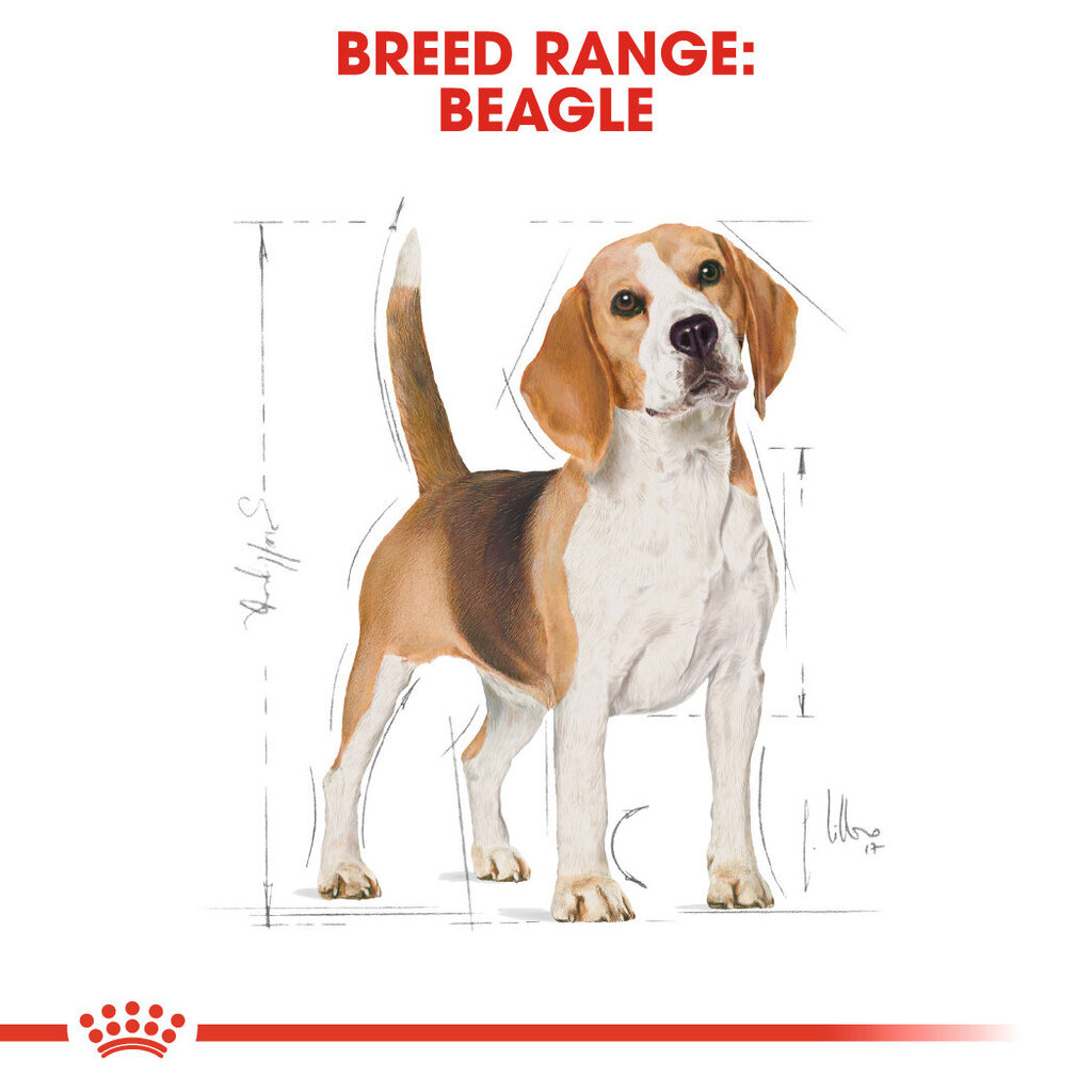 Royal Canin suaugusiems bigliams Beagle adult, 3 kg цена и информация | Sausas maistas šunims | pigu.lt