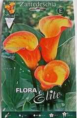 Kalijos (Zantedeschia) Flora Elite kaina ir informacija | Gėlių svogūnėliai | pigu.lt