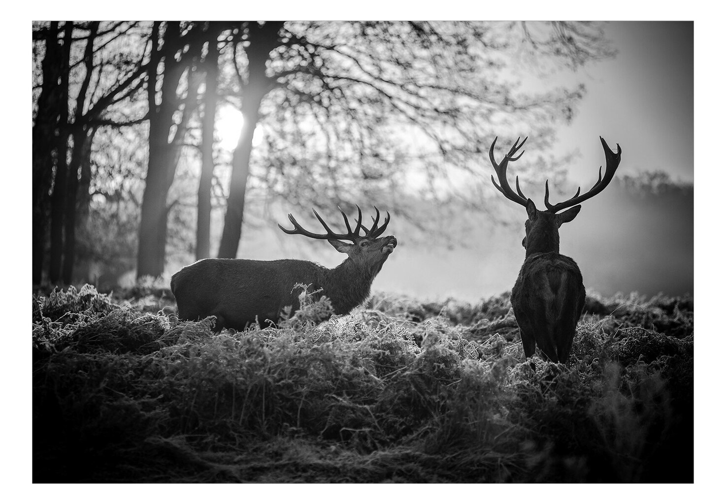 Fototapetas - Deers in the Morning kaina ir informacija | Fototapetai | pigu.lt