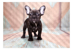 Fototapetas - French Bulldog, 200x140 kaina ir informacija | Fototapetai | pigu.lt