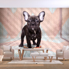 Fototapetas - French Bulldog, 250x175 kaina ir informacija | Fototapetai | pigu.lt