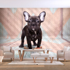 Fototapetas - French Bulldog, 400x280 kaina ir informacija | Fototapetai | pigu.lt