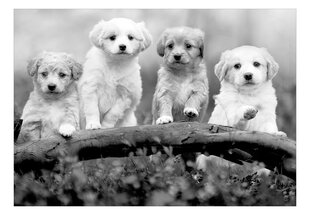 Fototapetas - Four Puppies, 250x175 kaina ir informacija | Fototapetai | pigu.lt