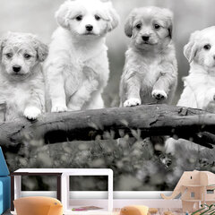Fototapetas - Four Puppies, 250x175 kaina ir informacija | Fototapetai | pigu.lt