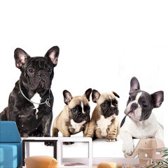 Fototapetas - French Dogs, 150x105 kaina ir informacija | Fototapetai | pigu.lt