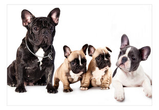 Fototapetas - French Dogs, 200x140 kaina ir informacija | Fototapetai | pigu.lt