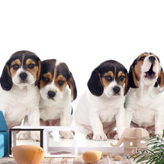 Fototapetas - Sad Puppies, 150x105 kaina ir informacija | Fototapetai | pigu.lt