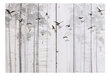 Fototapetas - Birds on Boards, 350x245 цена и информация | Fototapetai | pigu.lt