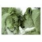 Fototapetas - Lion Tenderness (Green), 98x70 kaina ir informacija | Fototapetai | pigu.lt