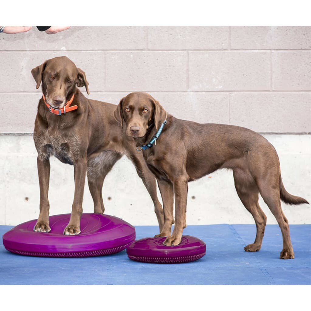 FitPaws balansinis diskas augintiniams, 36 cm цена и информация | Dresūros priemonės šunims | pigu.lt