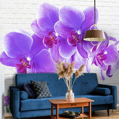 Фотообои - Чарующие орхидеи цена и информация | Фотообои с инструментом и клеем - Бежевые листья эвкалипта, 400x280 см | pigu.lt