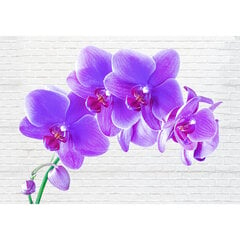 Fototapetai - Užburiančios orchidėjos kaina ir informacija | Fototapetai | pigu.lt