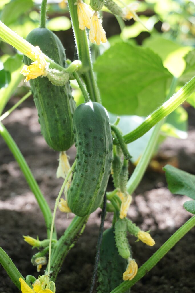 Paprastieji trumpavaisiai agurkai Puccini H kaina ir informacija | Daržovių, uogų sėklos | pigu.lt