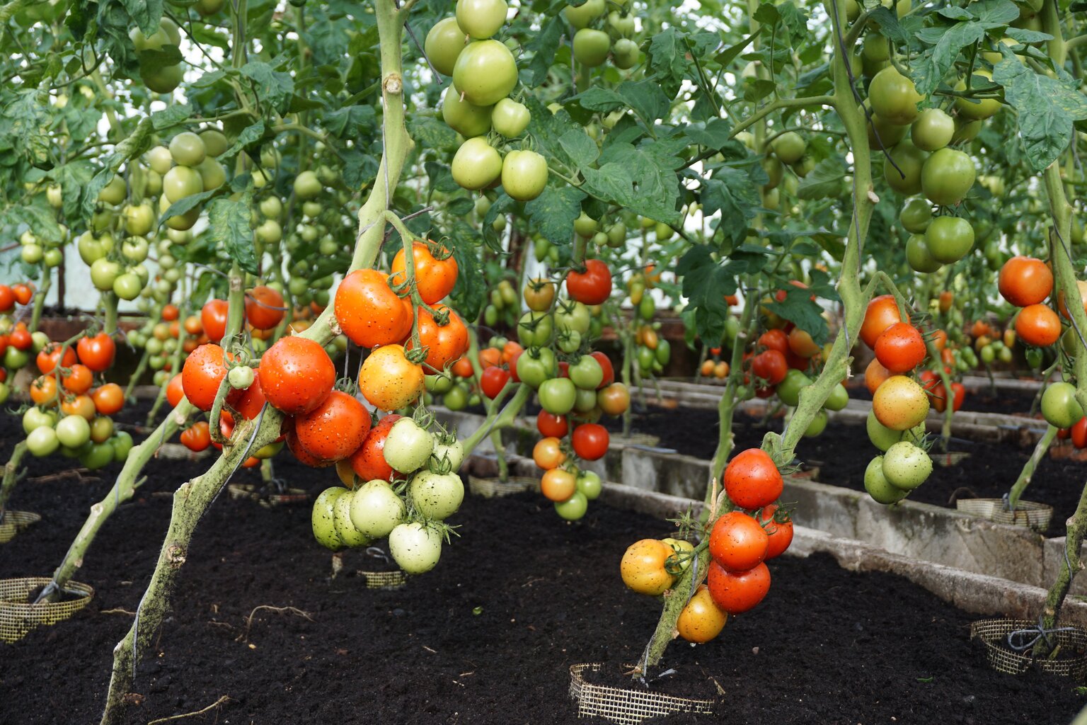 Valgomieji pomidorai Tolstoi H kaina ir informacija | Daržovių, uogų sėklos | pigu.lt