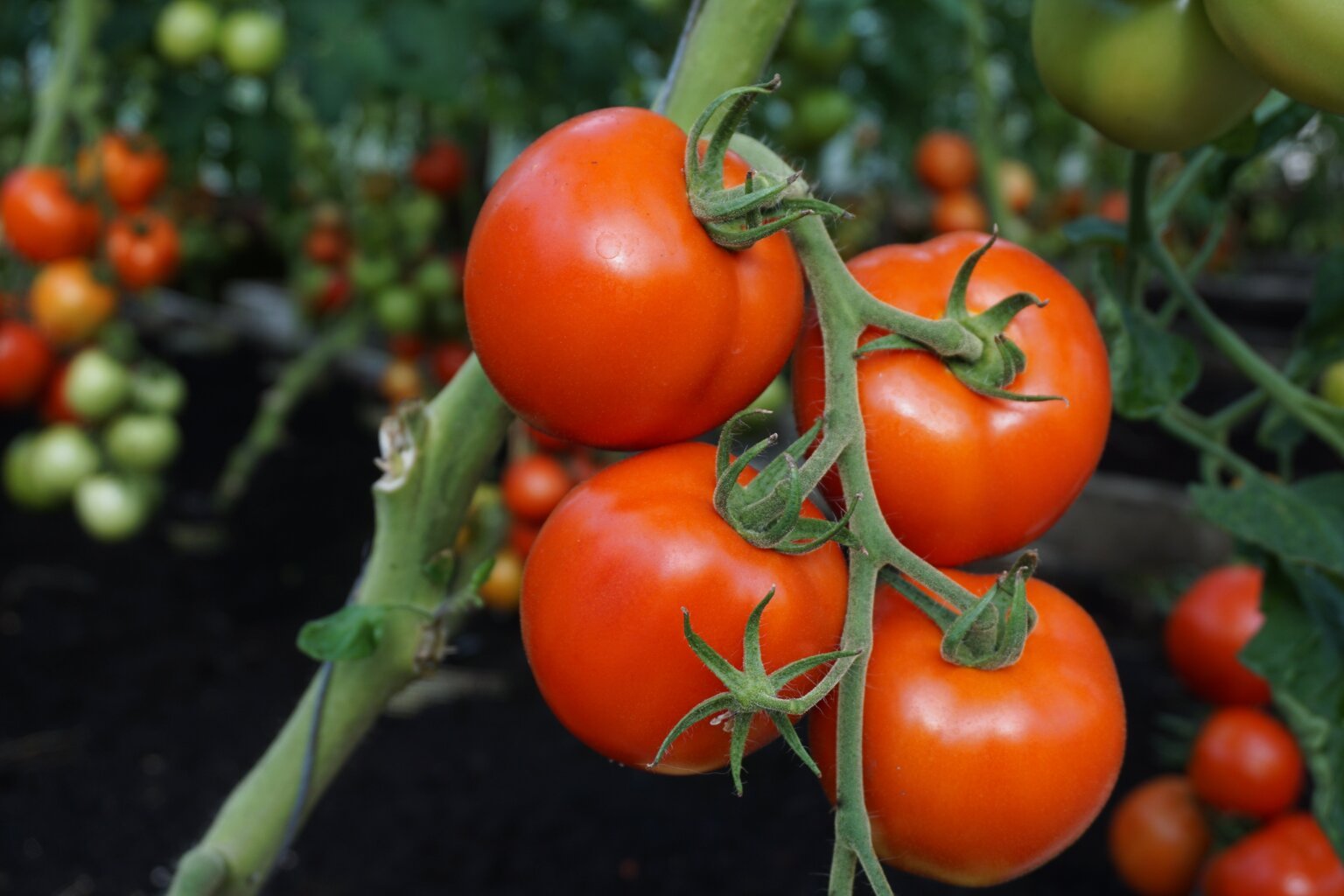 Valgomieji pomidorai Tolstoi H kaina ir informacija | Daržovių, uogų sėklos | pigu.lt