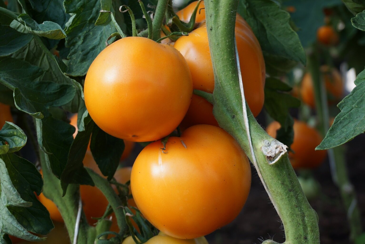 Valgomieji pomidorai Jantar kaina ir informacija | Daržovių, uogų sėklos | pigu.lt