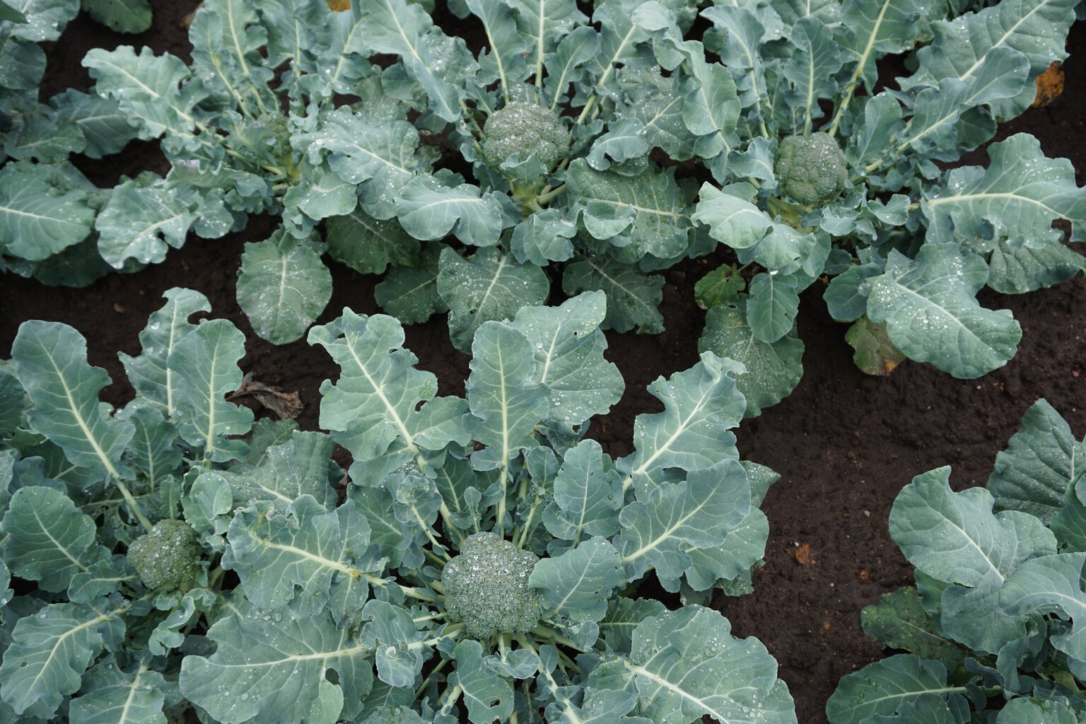 Brokoliai Lucky H kaina ir informacija | Daržovių, uogų sėklos | pigu.lt