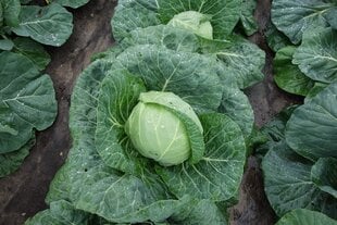 Baltieji gūžiniai kopūstai Parel H kaina ir informacija | Daržovių, uogų sėklos | pigu.lt