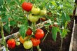 Valgomieji pomidorai Country Taste H kaina ir informacija | Daržovių, uogų sėklos | pigu.lt