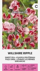 Kvapieji pelėžirniai Willshire Ripple цена и информация | Семена цветов | pigu.lt