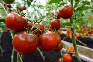 Valgomieji pomidorai Bombonera H kaina ir informacija | Daržovių, uogų sėklos | pigu.lt