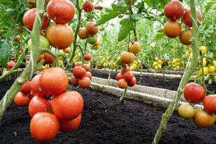 Valgomieji pomidorai Dimerosa H kaina ir informacija | Daržovių, uogų sėklos | pigu.lt