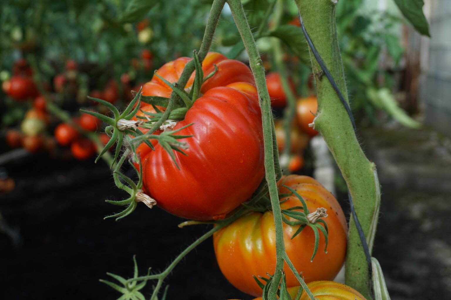 Valgomieji pomidorai Gourmandia H kaina ir informacija | Daržovių, uogų sėklos | pigu.lt