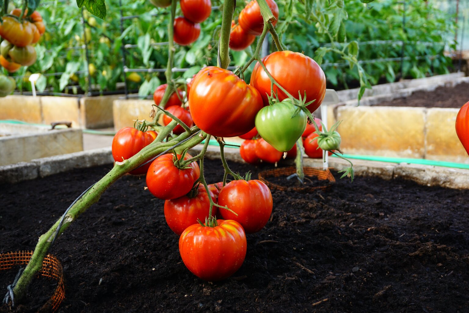 Valgomieji pomidorai Gourmandia H kaina ir informacija | Daržovių, uogų sėklos | pigu.lt