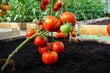 Valgomieji pomidorai Gourmandia H kaina ir informacija | Daržovių, uogų sėklos | pigu.lt